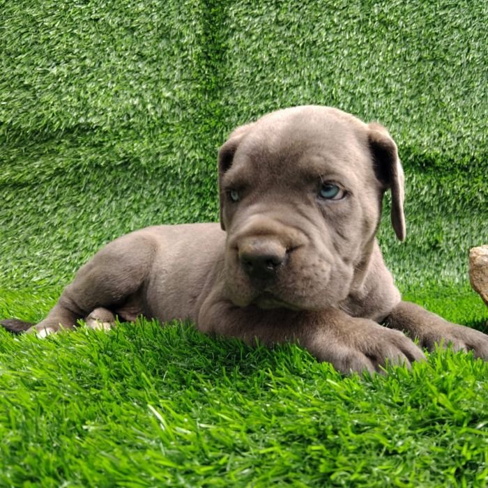 DogsIndia.com - Cane Corso - Arvind