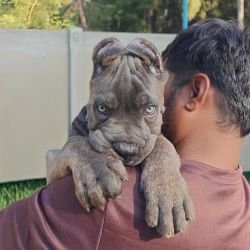 DogsIndia.com - Cane Corso - Arvind