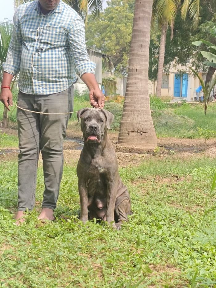 DogsIndia.com - Cane Corso - Arvind