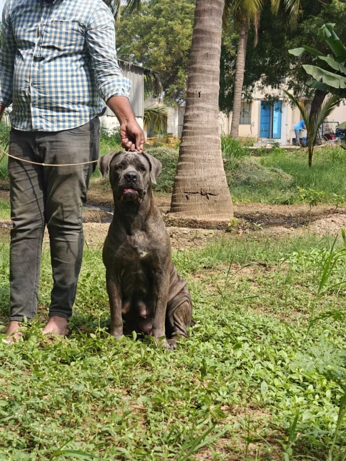 DogsIndia.com - Cane Corso - Arvind
