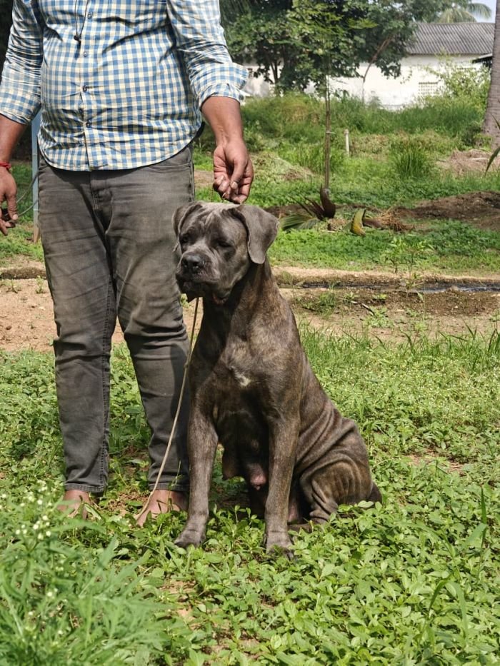 DogsIndia.com - Cane Corso - Arvind