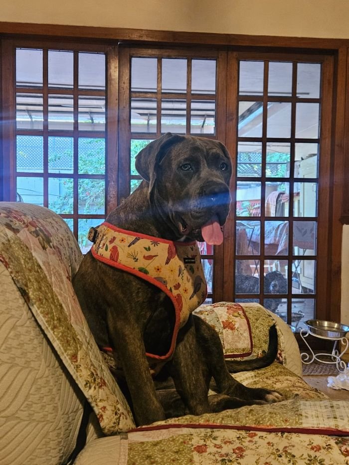 DogsIndia.com - Cane Corso - Arvind