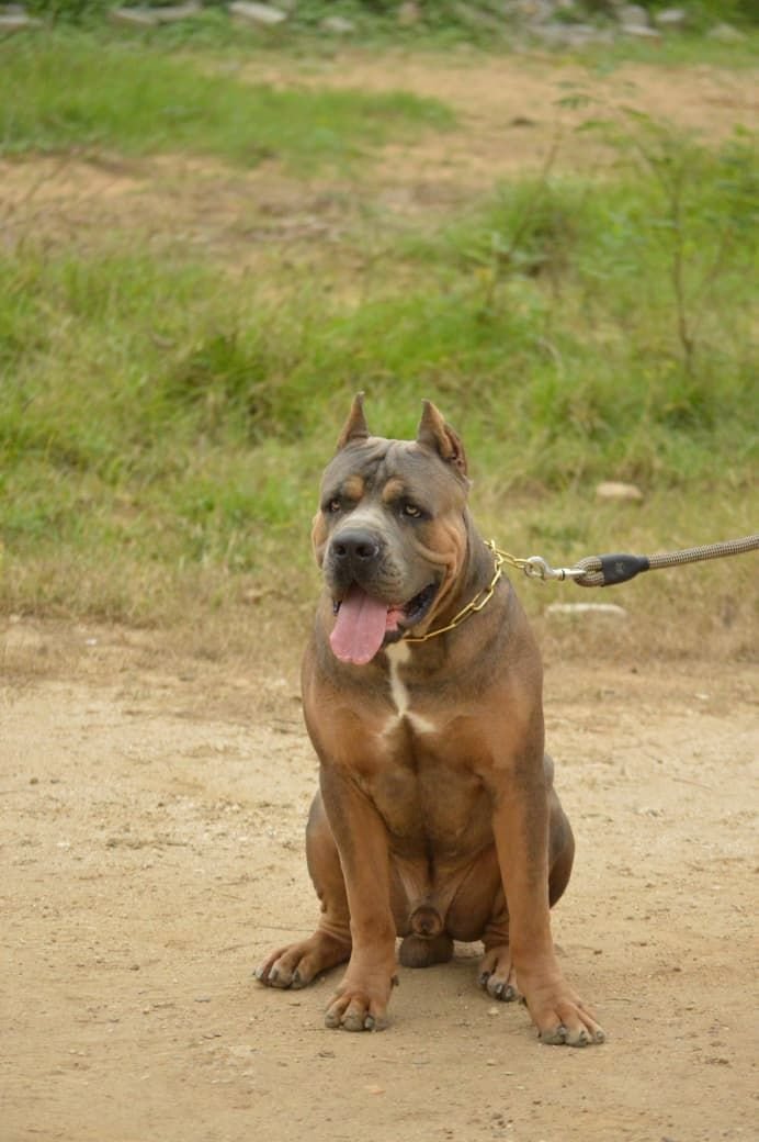 DogsIndia.com - Cane Corso - Arvind