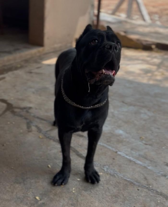 DogsIndia.com - Cane Corso - Balken Kennels