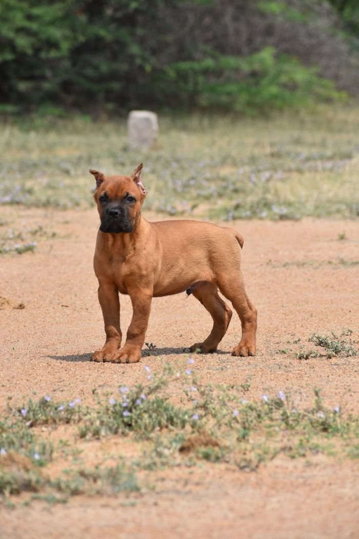 DogsIndia.com - Cane Corso - Balken Kennels