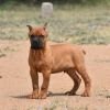 DogsIndia.com - Cane Corso - Balken Kennels