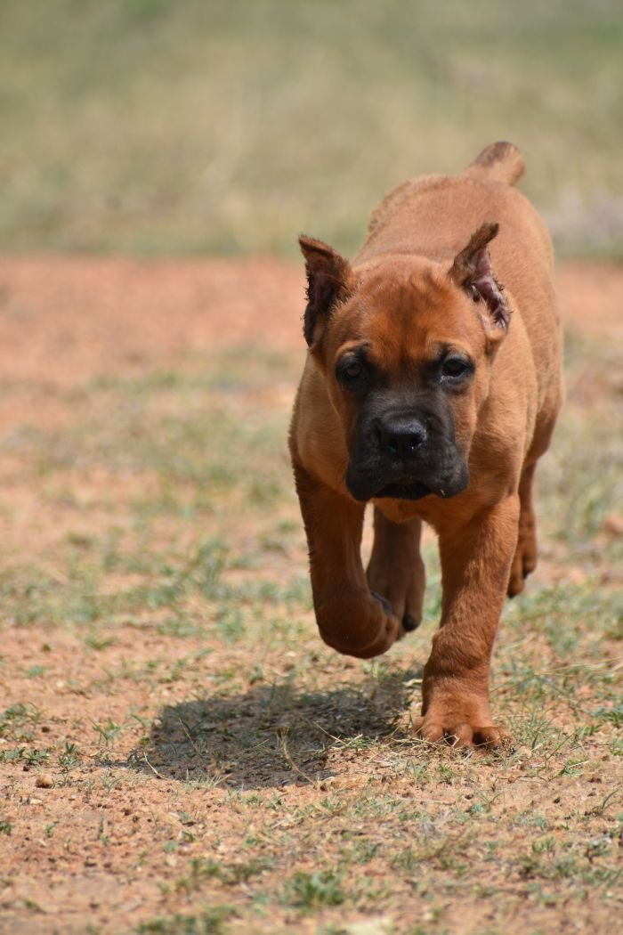 DogsIndia.com - Cane Corso - Balken Kennels
