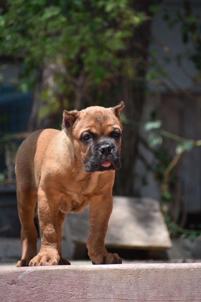 DogsIndia.com - Cane Corso - Balken Kennels