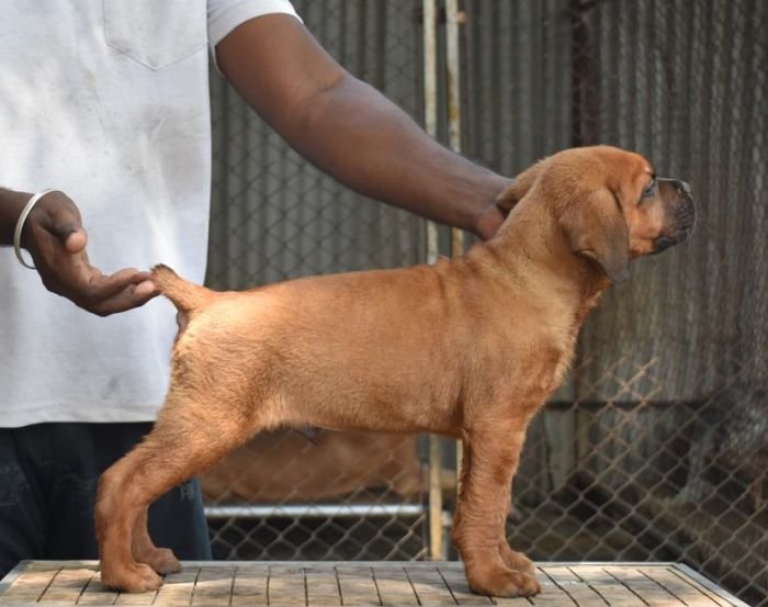 DogsIndia.com - Cane Corso - Balken Kennels