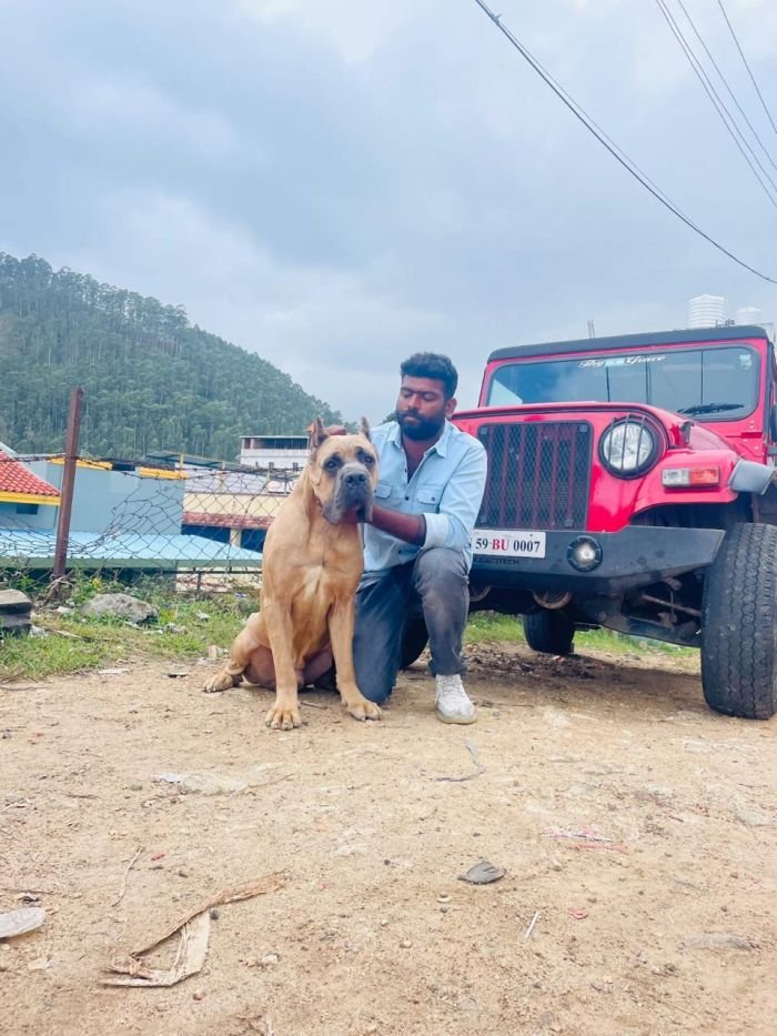 DogsIndia.com - Cane Corso - Balken Kennels