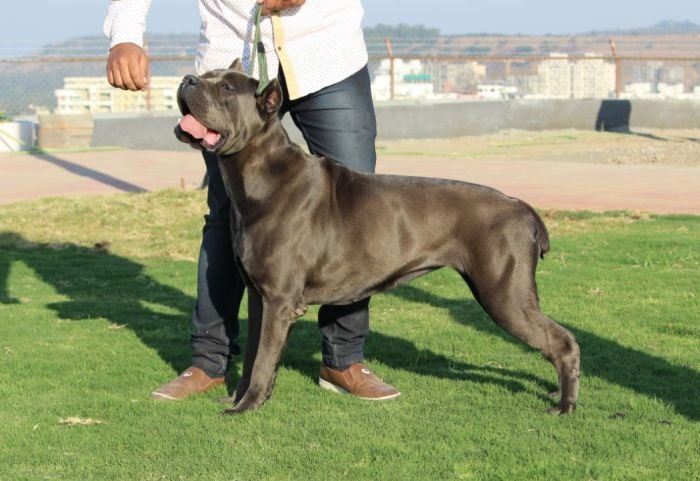 DogsIndia.com - Cane Corso - Depasha VP Kennel