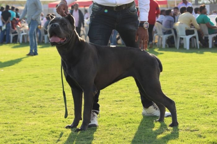 DogsIndia.com - Cane Corso - Depasha VP Kennel