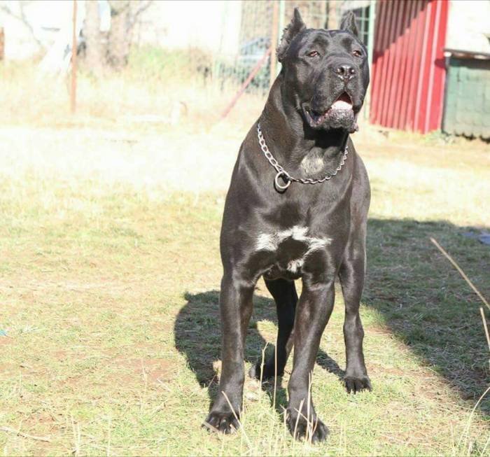 DogsIndia.com - Cane Corso - Depasha VP Kennel