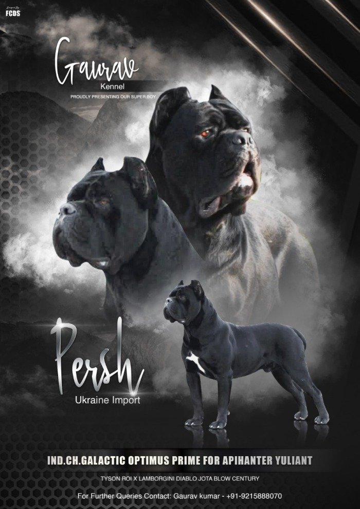 DogsIndia.com - Cane Corso - Gaurav