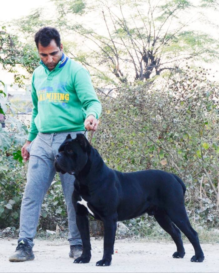 DogsIndia.com - Cane Corso - Gaurav