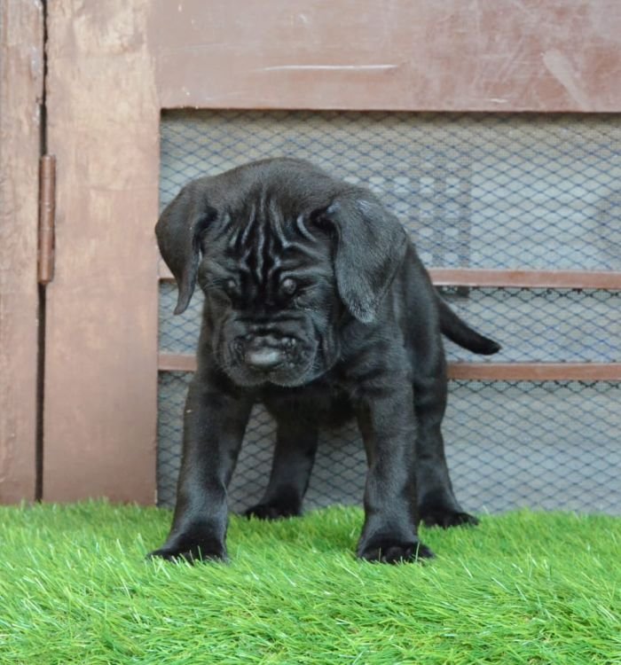 DogsIndia.com - Cane Corso - Gaurav
