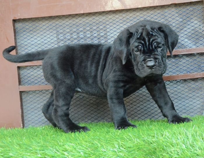 DogsIndia.com - Cane Corso - Gaurav