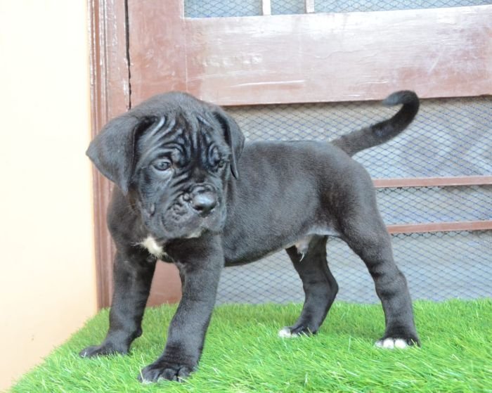 DogsIndia.com - Cane Corso - Gaurav