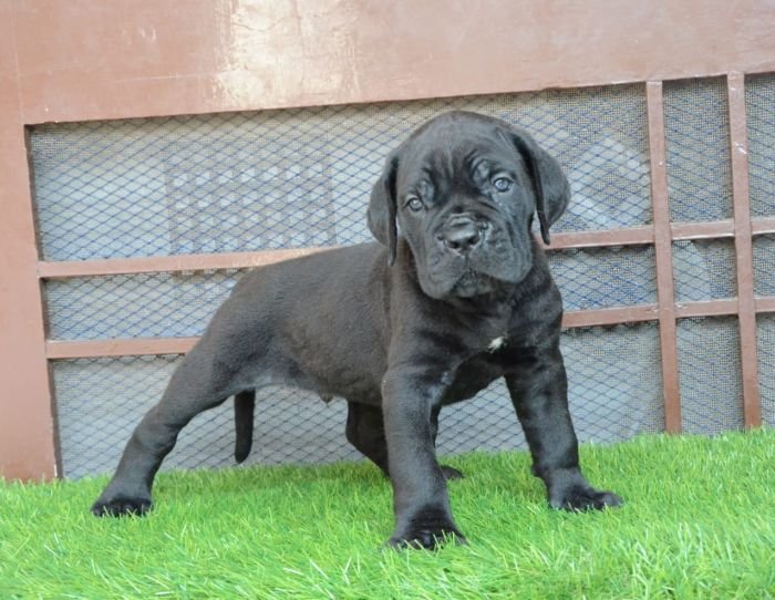 DogsIndia.com - Cane Corso - Gaurav