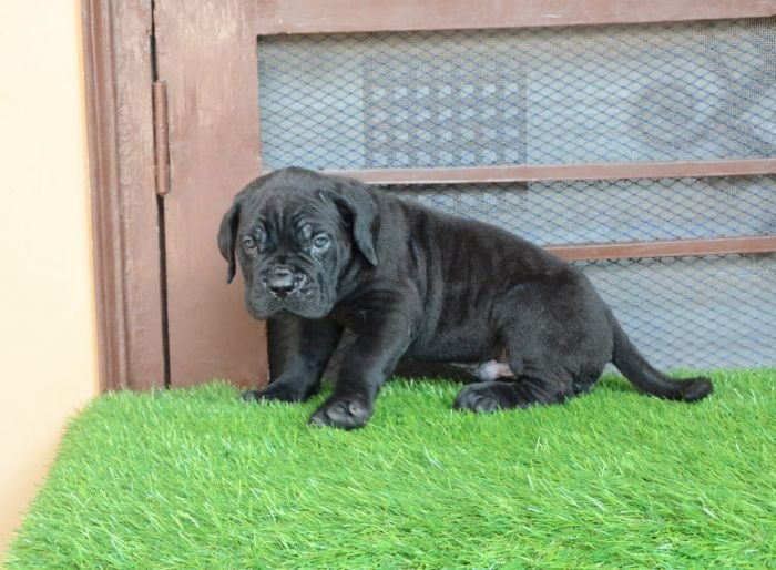 DogsIndia.com - Cane Corso - Gaurav