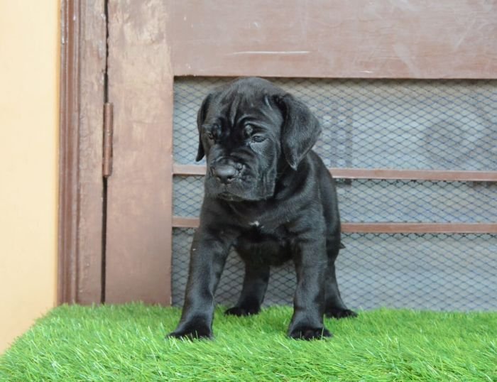 DogsIndia.com - Cane Corso - Gaurav