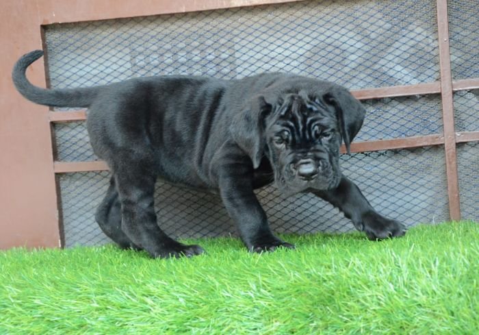 DogsIndia.com - Cane Corso - Gaurav