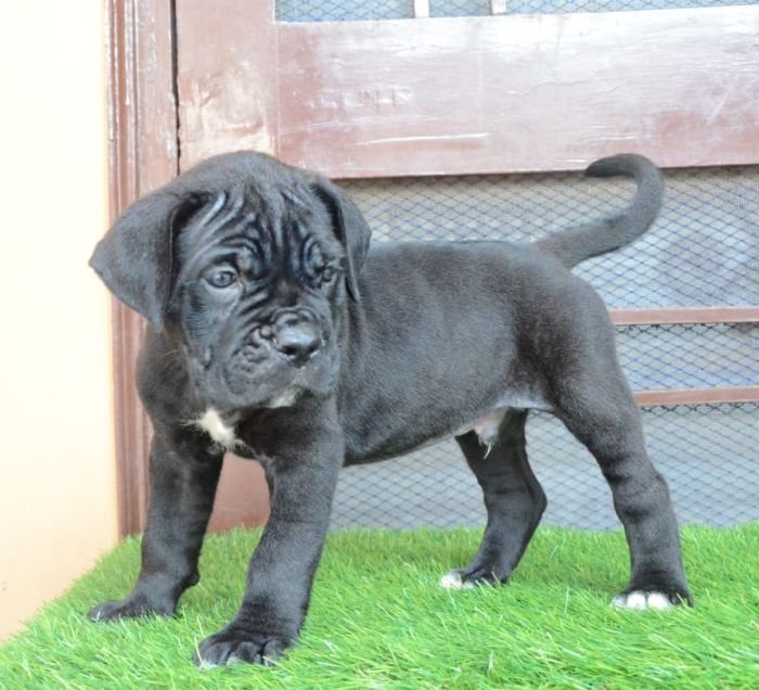 DogsIndia.com - Cane Corso - Gaurav