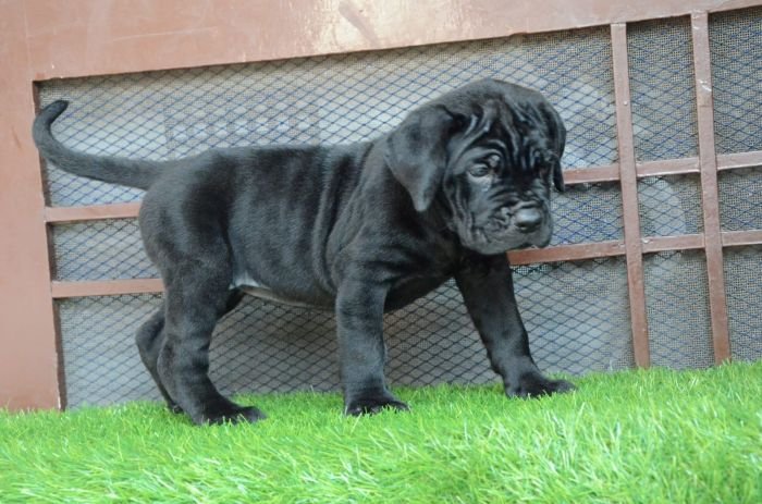 DogsIndia.com - Cane Corso - Gaurav