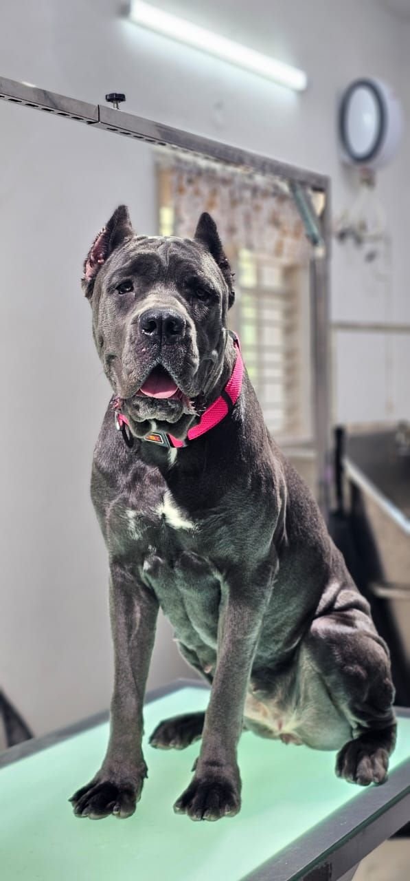 DogsIndia.com - Cane Corso - Gururaj
