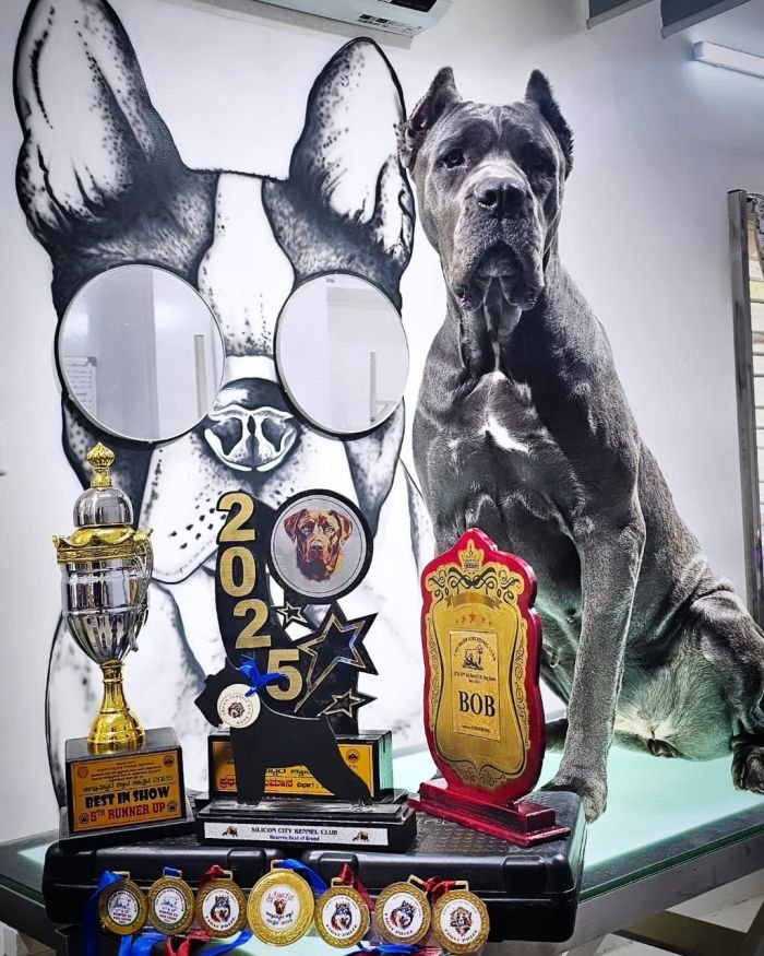 DogsIndia.com - Cane Corso - Gururaj