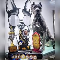 DogsIndia.com - Cane Corso - Gururaj