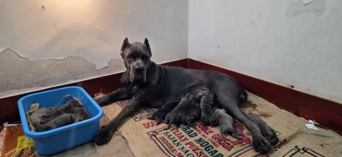 DogsIndia.com - Cane Corso - Gururaj