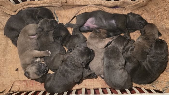 DogsIndia.com - Cane Corso - Gururaj