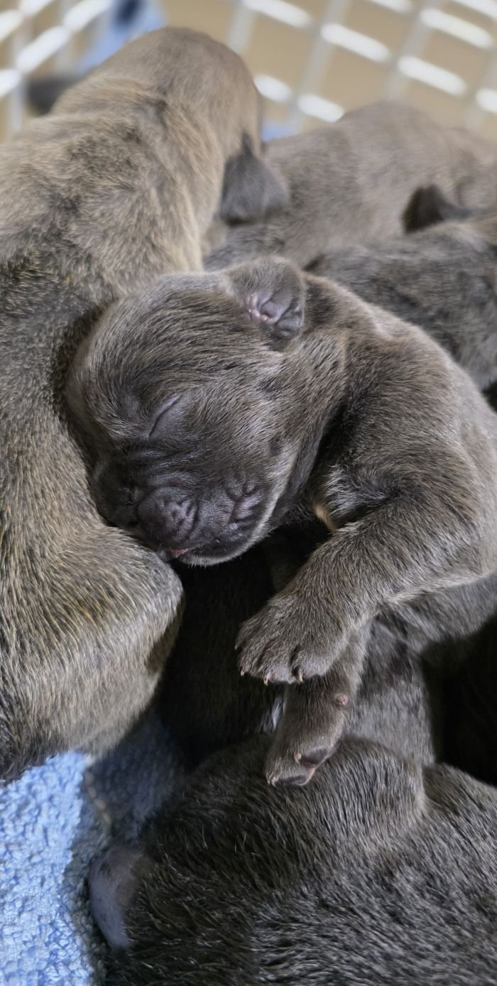 DogsIndia.com - Cane Corso - Gururaj
