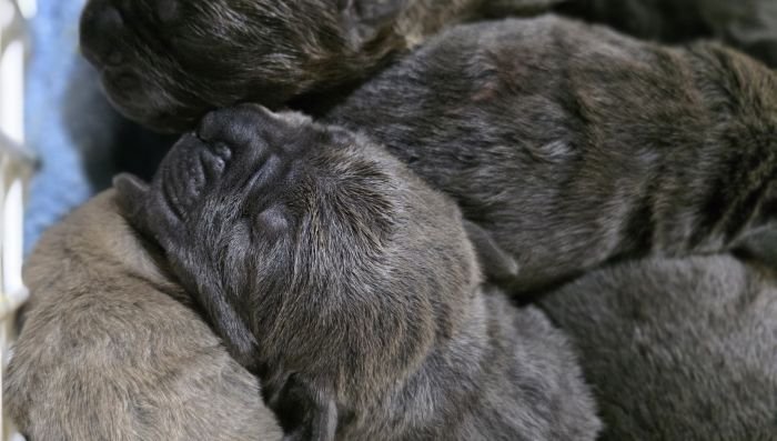 DogsIndia.com - Cane Corso - Gururaj
