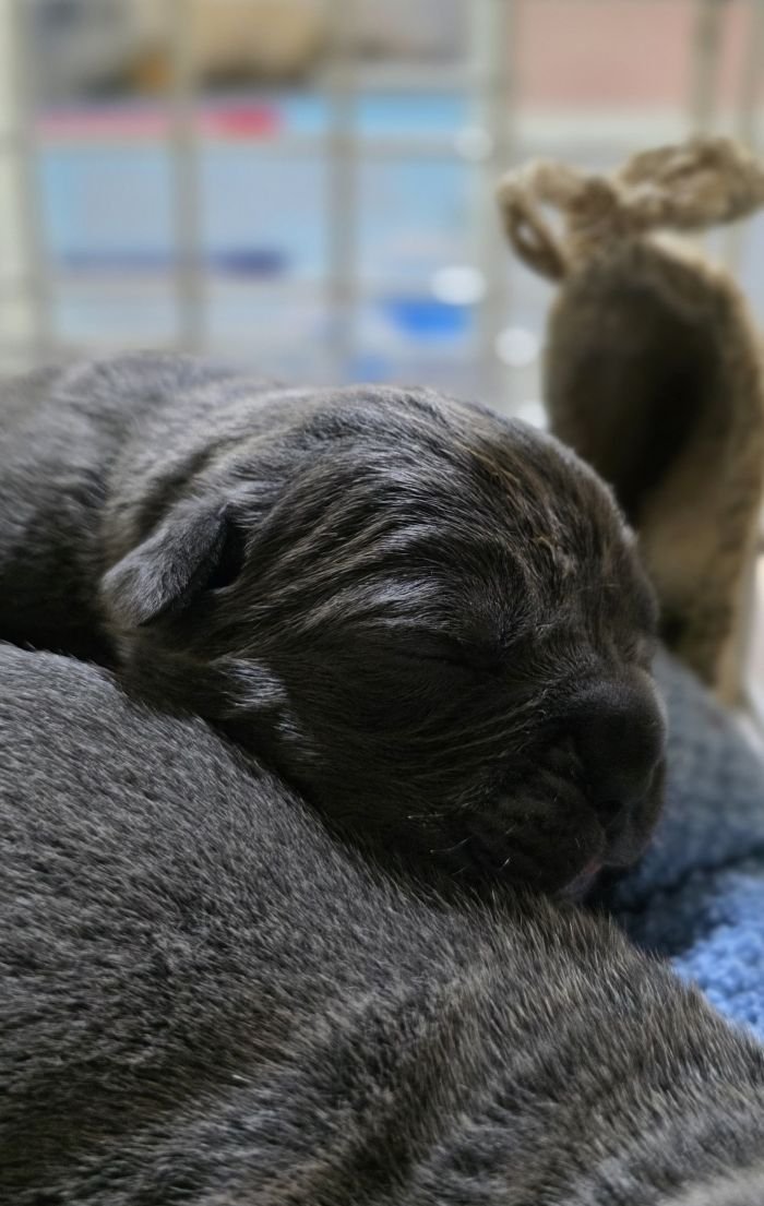 DogsIndia.com - Cane Corso - Gururaj