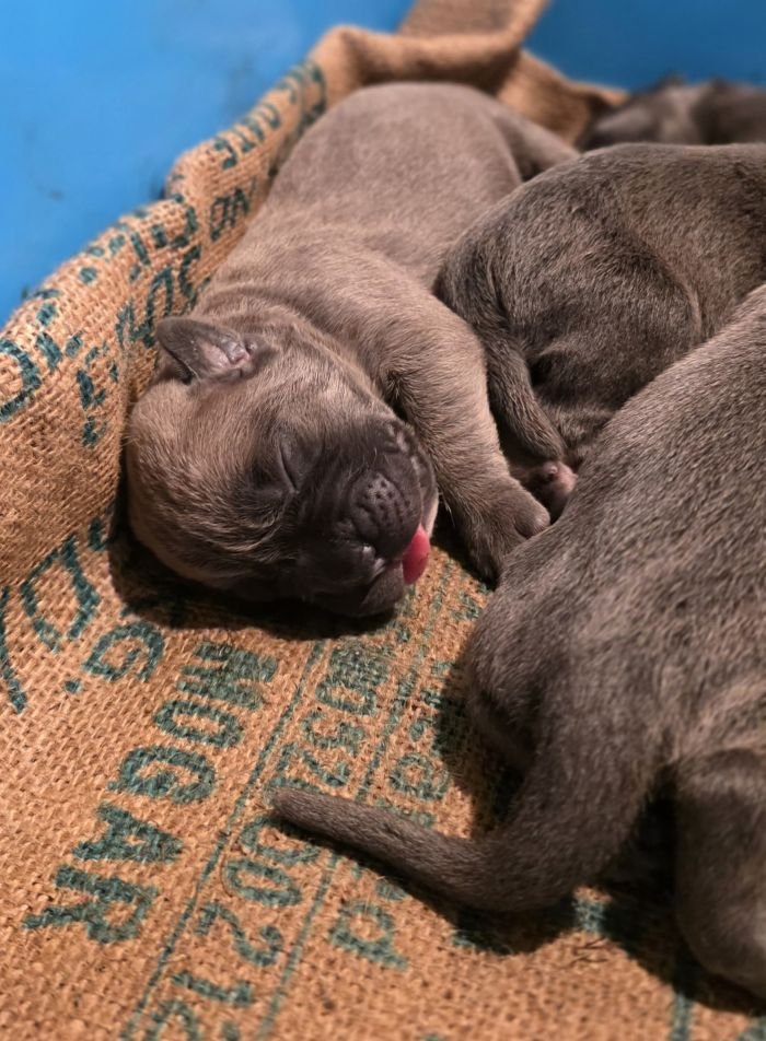 DogsIndia.com - Cane Corso - Gururaj
