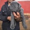 DogsIndia.com - Cane Corso - Gururaj