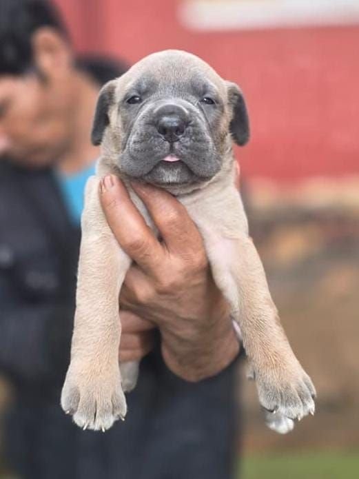DogsIndia.com - Cane Corso - Gururaj