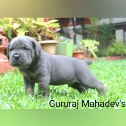 DogsIndia.com - Cane Corso - Gururaj