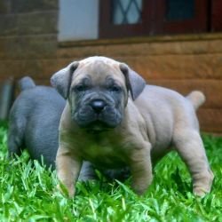 DogsIndia.com - Cane Corso - Gururaj