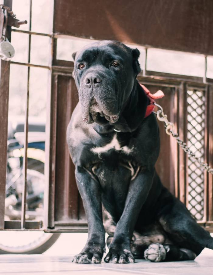 DogsIndia.com - Cane Corso - Sunil Kotwal
