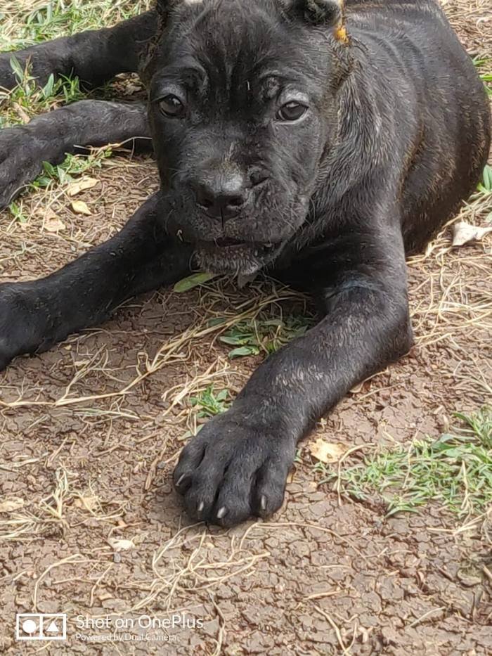 DogsIndia.com - Cane Corso - Sunil Kotwal