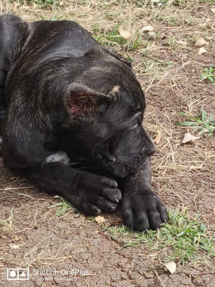 DogsIndia.com - Cane Corso - Sunil Kotwal