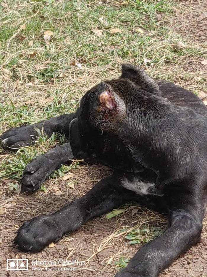 DogsIndia.com - Cane Corso - Sunil Kotwal