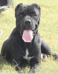 DogsIndia.com - Cane Corso - Aatif