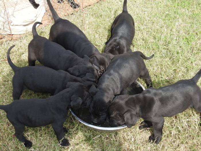 DogsIndia.com - Cane Corso - Aatif