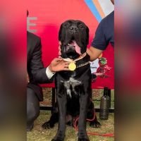 DogsIndia.com Cane Corso Manas Biswas