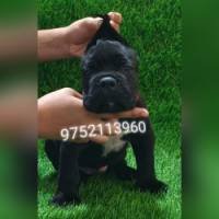 DogsIndia.com - Cane Corso - Molly's Kennel