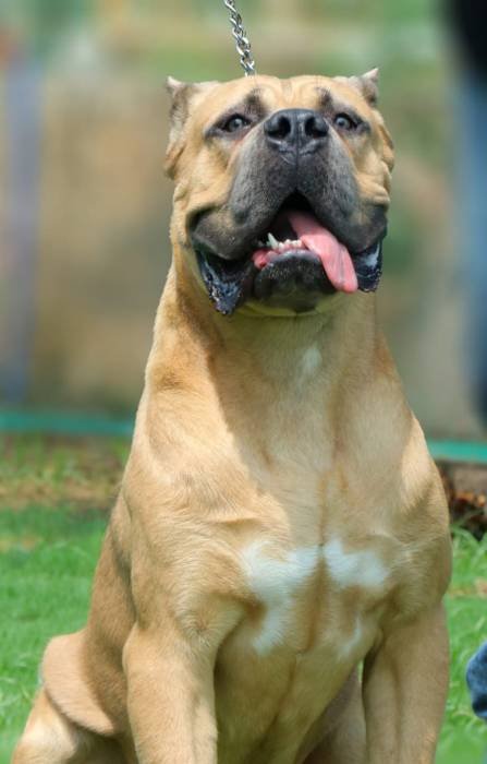 DogsIndia.com - Cane Corso - Molly's Kennel